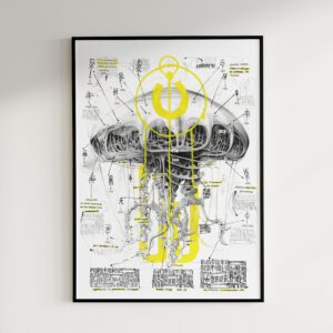 SCYPHOZOA DISSECTION