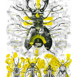 BEETLE FAMILY DISSECTION