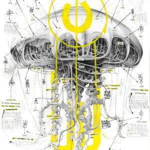 SCYPHOSOA DISSECTION